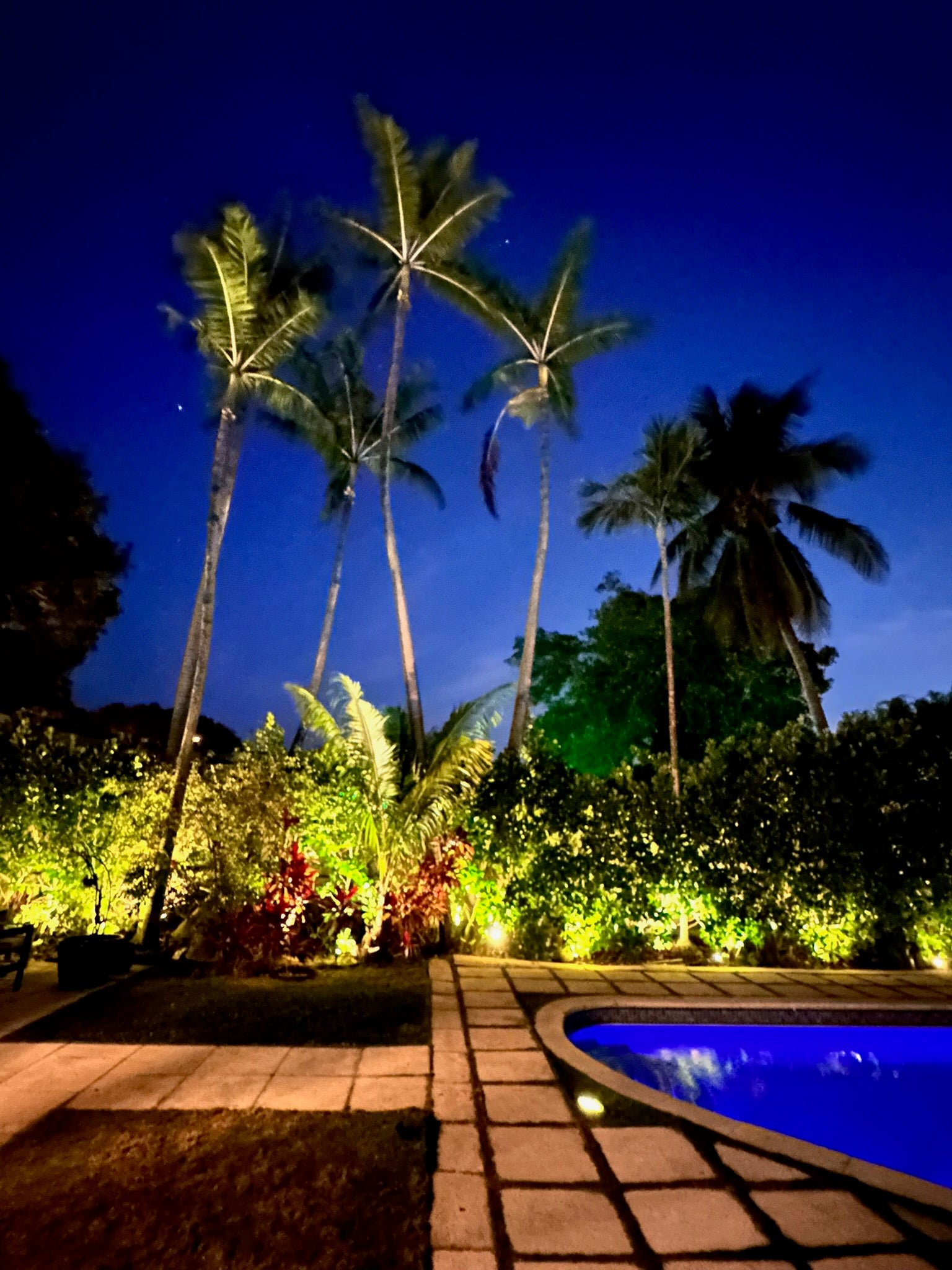 The tropical garden after dark